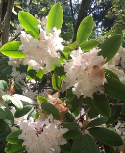 May in Seattle; rhododendrons in Washington Park Arboretum
