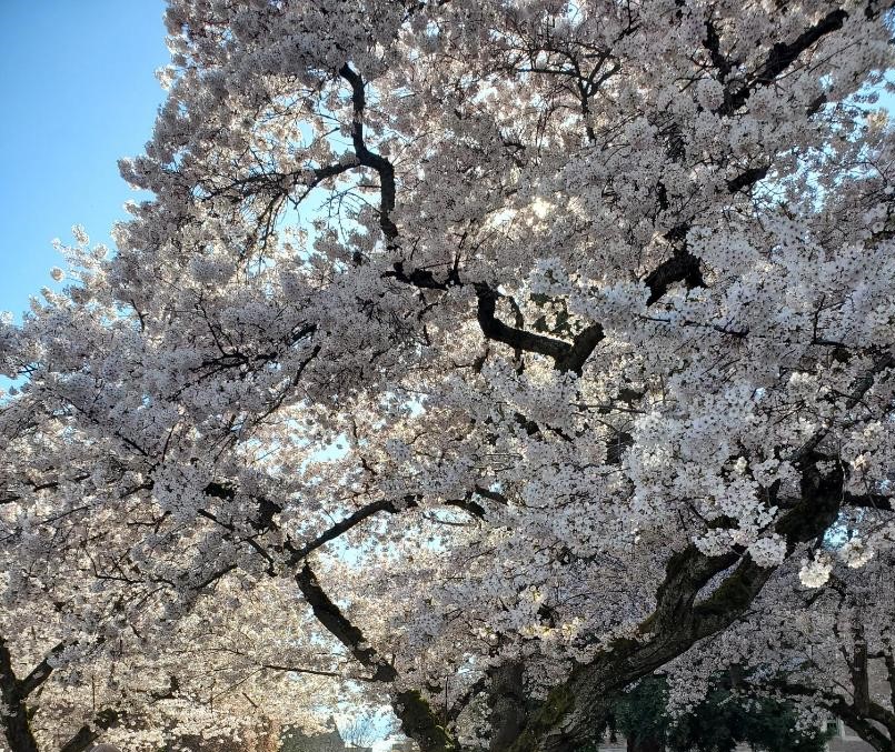 Cherry blossoms at the University of Washington, Seattle, 2023